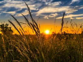 Ile zaprawy na 100 kg zboża?