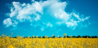 Ile kosztuje litr biopaliwa?