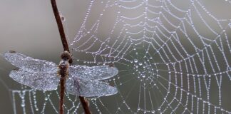 Jak zrobić pajęczynę z Gazy?