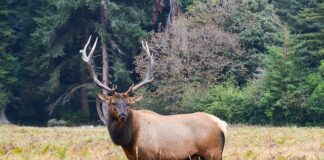 Co oznacza znak rogów?