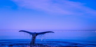 Jak przyczepić ogon?