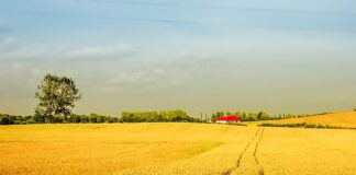 Czy można siać dwuletnie zboże?