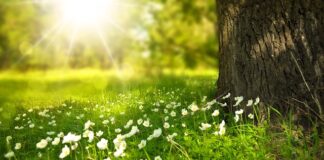 Jak łączyć kwiaty w donicach?