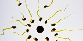 Czy po umyciu członka plemniki giną?