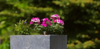 Czym wypełnić dno dużej donicy?