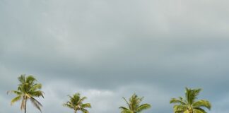 Co posadzić za płotem?