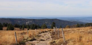 Jak ustawić gazony w ogrodzie?