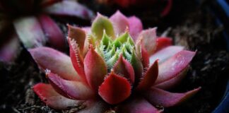 Ile ma grubości deska Barlinecka?