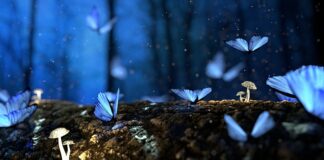 Co można zrobić z drewna jabłoni?