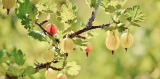 Jakie krzewy zimozielone do ogrodu?