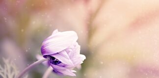 Jak ozdobić mieszkanie kwiatami?