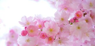 Do jakich roślin fusy z kawy?