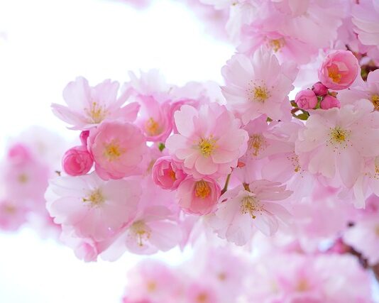 Jakie rośliny lubią ciasne doniczki?