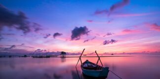 Czy kolor doniczki ma znaczenie?