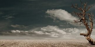 Czy trzeba wymieniać ziemię w doniczce?