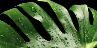 Czego nie lubi monstera?