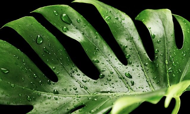 Czego nie lubi monstera?