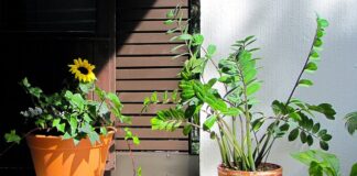 Czy zamioculcas oczyszcza powietrze?