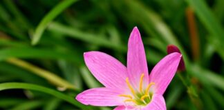 Jak odsączyć wodę z doniczki?