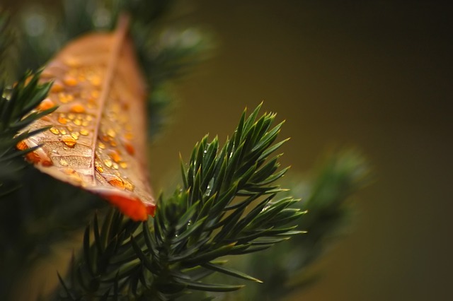 Jak nie tuje to co? Jak nie tuje to co?