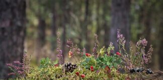 Z czym można łączyć wrzosy w doniczce?