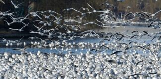 Ile jest warta działka ROD?