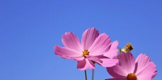 Jak sadzić kwiatki w osłonkach?