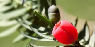 Po co osłonka na doniczkę?